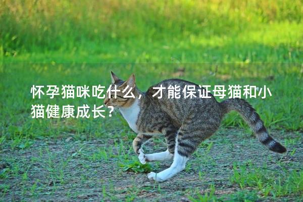 懷孕貓咪吃什么，才能保證母貓和小貓健康成長？